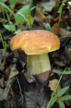 Белый гриб. Фото О.В.Корсуна