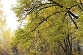 Береза даурская. Фото М.Ю. Федосеева